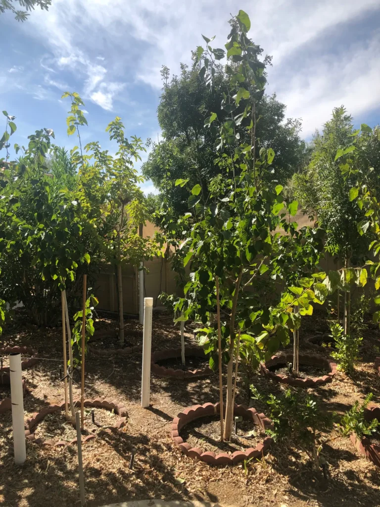 A cluster of trees in a garden, providing a serene ambiance for those in need of memory care.